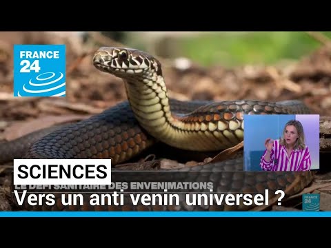 Vers un anti venin universel ? Le défi sanitaire des envenimations • FRANCE 24