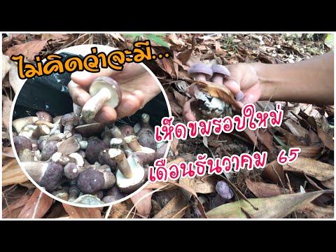 ไม่น่าเชื่อ!เก็บเห็ดขมรอบใหม่