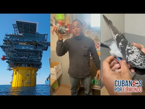 Paloma mensajera de Cuba llega a una plataforma petrolera en el medio del Golfo de México