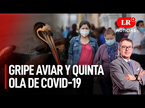 Gripe aviar: Minsa confirma contagios en pelícanos y quinta ola COVID-19 | LR+ Noticias