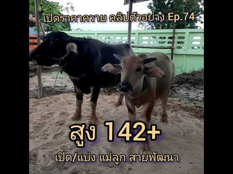 เปิดราคาควาย-คลิปตัวอย่าง-Ep.7 เปิดราคาควาย-คลิปตัวอย่าง-Ep.7