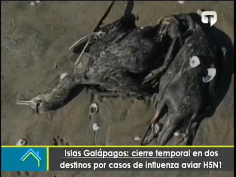 Islas Galápagos Cierre temporal de dos destinos por casos de influenza aviar H5N1