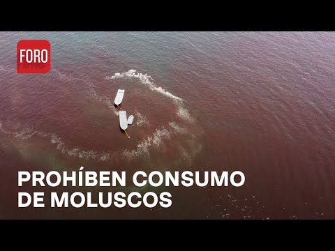 Alerta en Colima por primer marea tóxica de 2024 - Sábados de FORO
