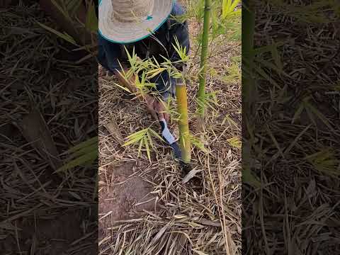 คิดบวกไว้สู้ๆ