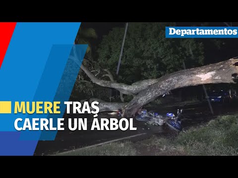 Fallece motociclista tras ser impactado por un árbol