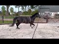 Cheval de dressage Prachtig zwarte sensibele 6 jarige merrie (Everdale x Ferro)