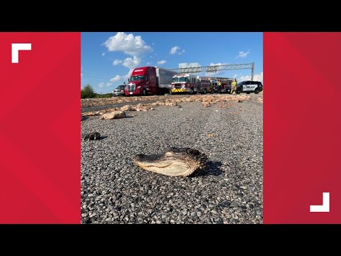 Animal remnants spread across I-635 shut down three lanes of southbound traffic in North Texas