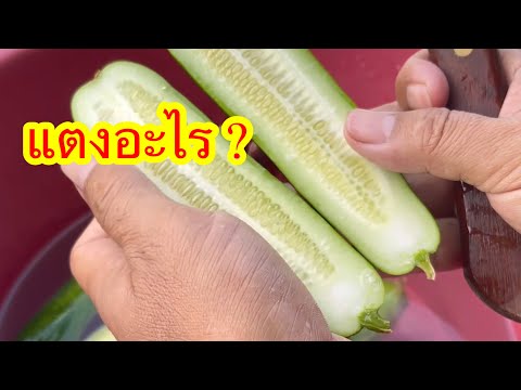 แตงอะไรใครรู้|เกษตรกรชาวบ้า