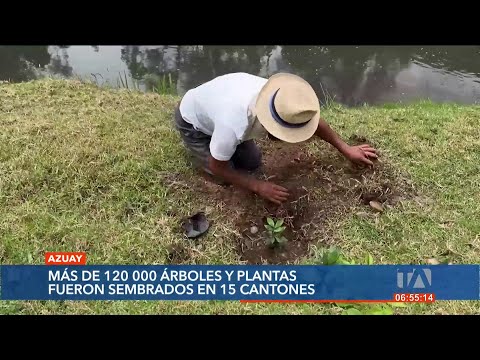120 mil árboles y plantas fueron sembradas en 15 cantones del Azuay