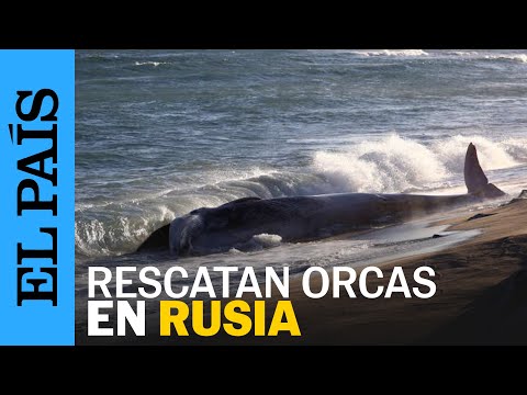 ORCA | Investigadores y voluntarios liberan a una familia de orcas en Rusia | EL PAÍS