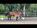 Dressage horse Ramon Van Het Hutveld