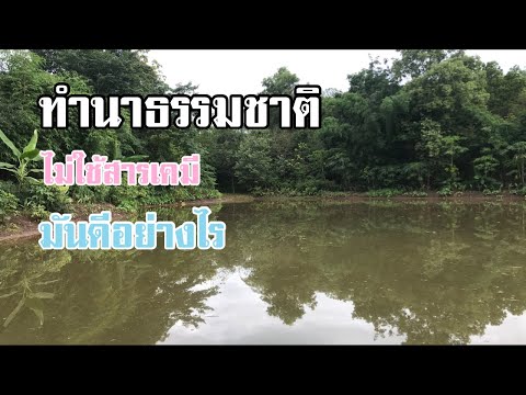 ทำนาธรรมชาติไม่ใช้สารเคมีมันด