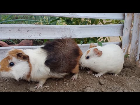 suara marmut menyapa-marmut berteriak-marmut bersuara di pagi hari