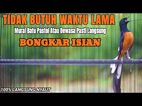 TEMBAKAN MURAI BATU PASTOL INI AMPUH UNTUK MEMANCING LAWAN BONGKAR ISIAN