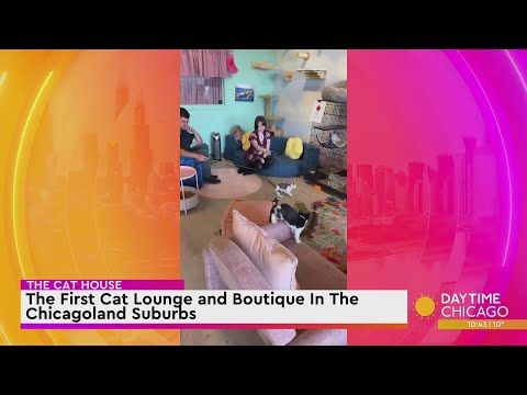 The Cat House: The First Cat Lounge and Boutique In The Chicagoland Suburbs