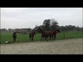 Allround paard Lieve allround gefokte 2,5 jarige ruin