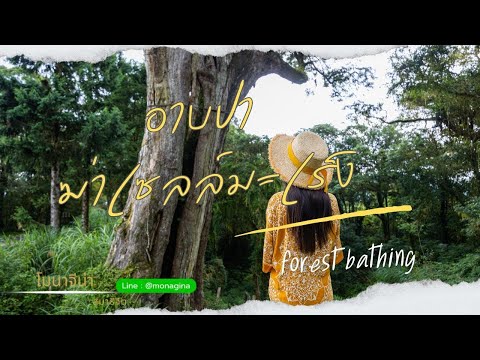 ForestBathingอาบป่าฆ่าเซลล์