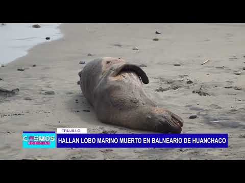 Trujillo: hallan lobo marino muerto en balneario de Huanchaco