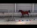 Springpaard Zeer aansprekende 3 jarige ruin v. Chancenreich