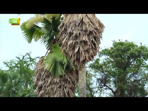 A palm tree that flowers once every 100 years, Hope Royal Botanic Gardens in Kingston Jamaica