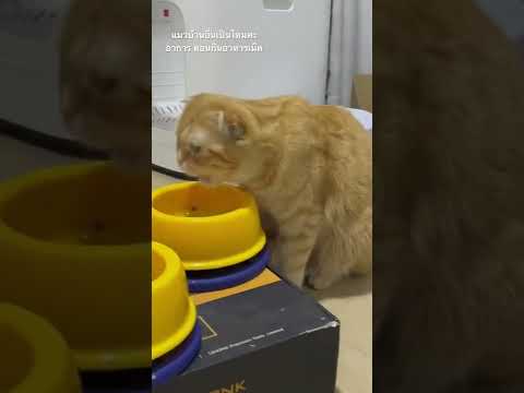 แมวกับการกินอาหารเม็ด