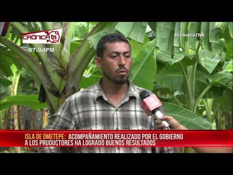 Productor mejora su cosecha de plátanos en Ometepe con tecnología – Nicaragua