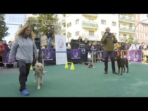 Exhibición de perros guía junto a la ONCE en Valencia