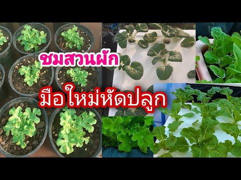 สวนผักกระถางหน้าบ้านตามประสามื สวนผักกระถางหน้าบ้านตามประสามื