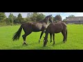 Dressage horse P-Sis . Knappe zwarte dressuur merrie (Hitmaker x Painted Black - 2020)