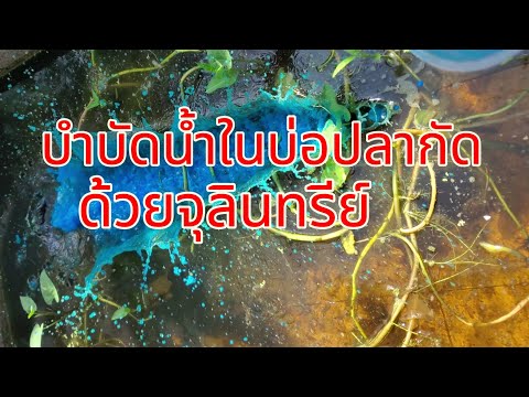 บำบัดน้ำเสียในบ่อปลากัดด้วยจุ