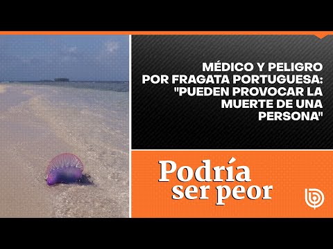 Médico y peligro por fragata portuguesa: Pueden provocar la muerte de una persona