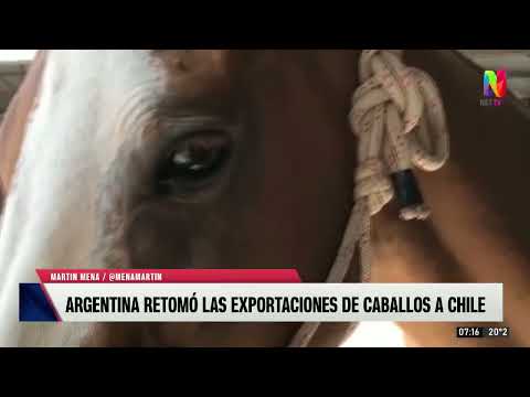 Argentina restableció la exportación de caballos a Chile