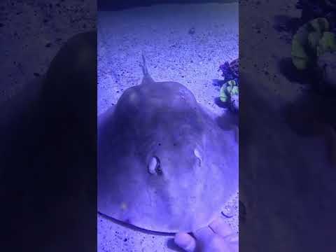 Charlotte the stingray has died