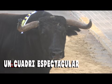 ESPECTACULAR CUADRI EN FAURA