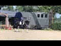 Dressage horse Dream