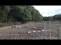 Dressuurpaard Prachtige zwarte 3-jarige dressuur ruin van. Henkie