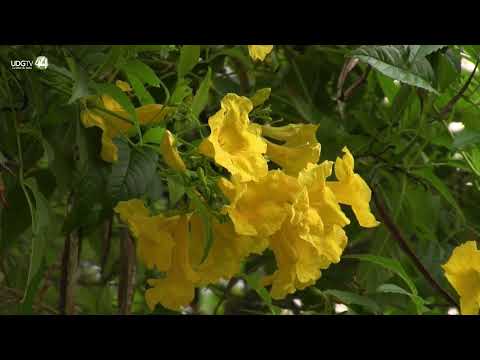 La floración de guayacanes pintan de amarillo a la capital de Panamá