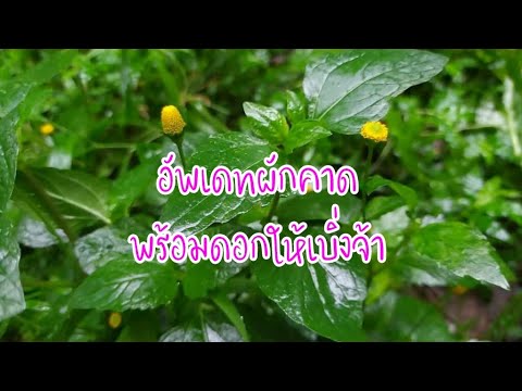 EP2-อัพเดทผักคาดพร้อมดอกให้เบิ EP2-อัพเดทผักคาดพร้อมดอกให้เบิ