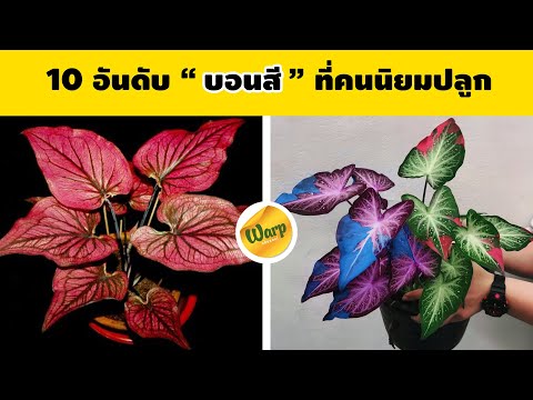 10-บอนสีสวยงาม-บอนสีที่ได้รับค 10-บอนสีสวยงาม-บอนสีที่ได้รับค