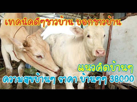 0620065205-เปิดsาคาหน้าคอก-เริ 0620065205-เปิดsาคาหน้าคอก-เริ