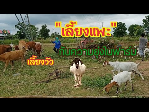เลี้ยงแพะ-เลี้ยงวัว-แพะตัวนี้ท เลี้ยงแพะ-เลี้ยงวัว-แพะตัวนี้ท
