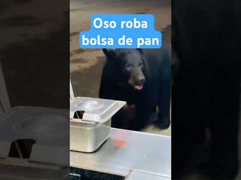 Captan a un oso robando comida de un puesto callejero en México