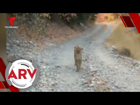 Excursionista es perseguido por una puma y todo queda captado en video | Al Rojo Vivo | Telemundo