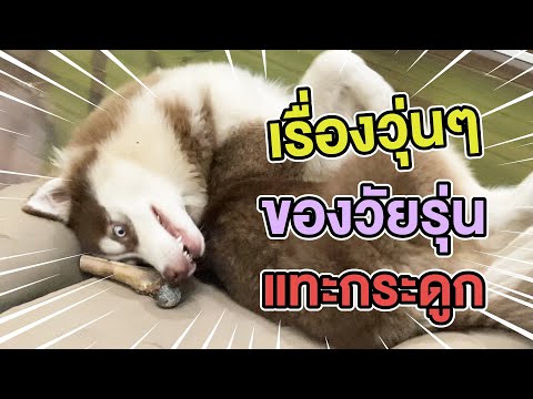 เรื่องวุ่นๆ-ของวัยรุ่น-แทะกระด เรื่องวุ่นๆ-ของวัยรุ่น-แทะกระด