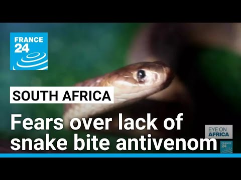 As snake season nears, fears in South Africa over lack of antivenom • FRANCE 24 English