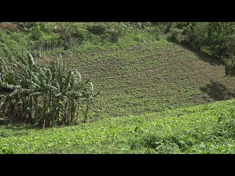 Pequeños productores de Managua muestran optimismo con sus cultivos