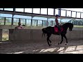 Dressage horse Schoolmaster grand-prix dressage