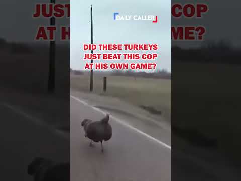 These turkeys just OWNED this cop...