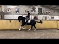 Dressage horse 4-jarige super knappe dressuurruin