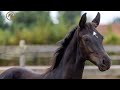 Dressuurpaard geprimeerd hengstenveulen Bon Coeur x Farell met VIDEO